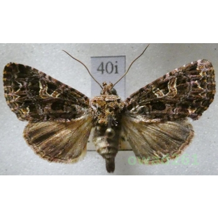 Sideridis rivularis (Fabricius, 1775) Czech40i